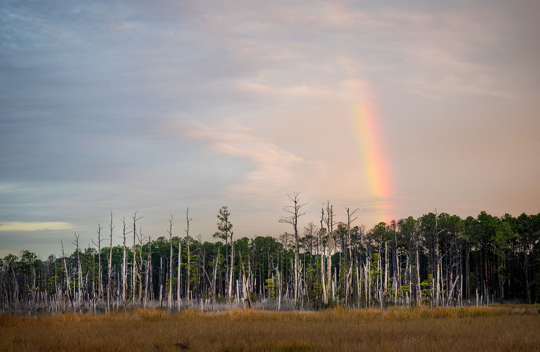 Rainbow over ghost forest